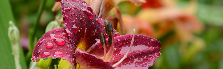 Blumen 852 © K.-U. Häßler