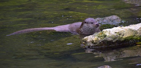 Nahaufnahme von einem zutraulichem schwimmenden Fischotter,  Lutra Lutra im flachen Wasser
