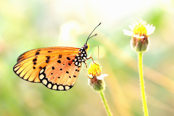 a butterfly perched on the beautiful flower