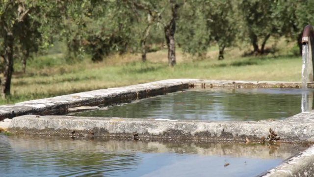 A Spring Water Source With Bees In An Olive Grove