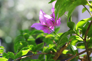 Bougainvillea next to an old house