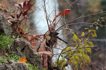 Cut tree trunk in front of the waterfalls of Edessa Greece