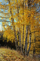 Fototapeta premium Golden autumn. Sunny day. Birch Grove.