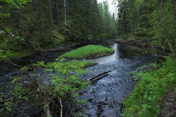 River flow in the green forest