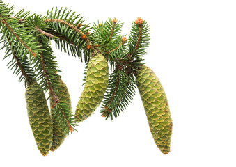 branch of spruce with green cones