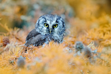 Owl hidden in the orange yellow leaves. Bird with big yellow eyes. Autumn bird. Boreal owl in the orange leave autumn forest in central Europe. Detail portrait of bird in the nature habitat, Sweden.