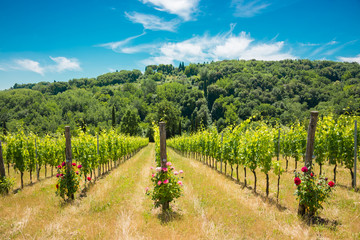 Fototapeta premium Vineyard with rose bushes in Tuscany, Italy