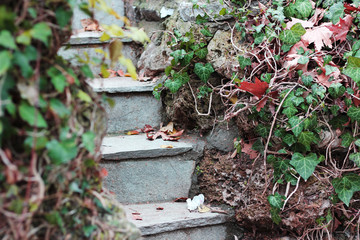 Stone stairs in the forest