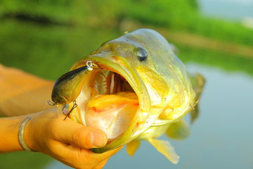 bass fishing in okayama 11