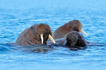 Walrus, Odobenus rosmarus, large flippered marine mammal, in blue water, Svalbard, Norway. Detail portrait of big animal in the ocean.Big animal stick out from sea in habitat.