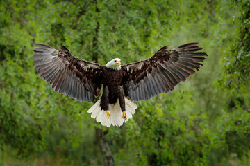 Bald Eagle, Haliaeetus leucocephalus, flying brown bird of prey with white head, yellow bill, symbol of freedom of the United States of America. Bald eagle fly with open wings. Eagle in green forest.