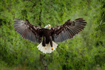 Fotobehang Arend Bald Eagle, Haliaeetus leucocephalus, vliegende bruine roofvogel met witte kop, gele snavel, symbool van vrijheid van de Verenigde Staten van Amerika. Bald eagle vlieg met open vleugels. Adelaar in groen bos.
