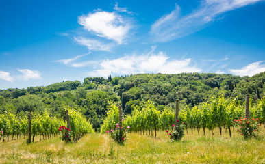 Fototapeta na wymiar Vineyard with rose bushes in Tuscany, Italy