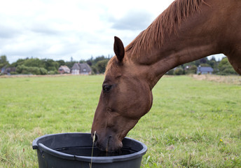 bay horse drinks water