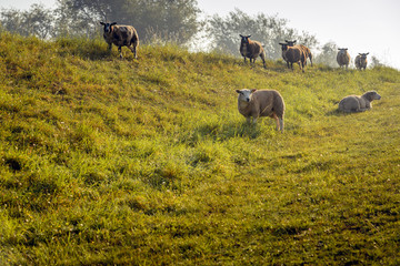 Sheep in early morning backlit