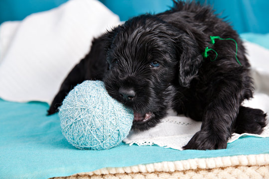 Black Russian terrier puppy chewing on a ball of yarn on a blue background