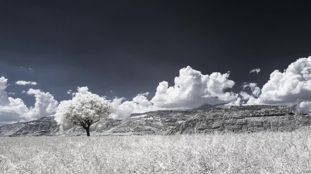 Timelapse infrarouge d'un arbre solitaire au milieu d'un champ.