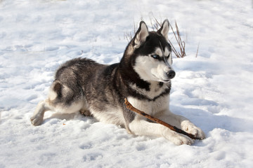 Dog breed Siberian Husky lying in the snow and gnaws a stick