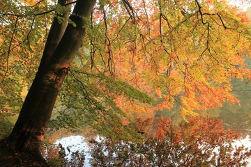 goldener Oktober, Abschied, Trauer, Trauerkarte