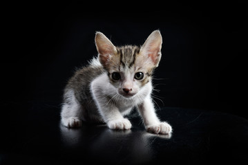 Stray kitty isolated with black background, Shooting in studio.