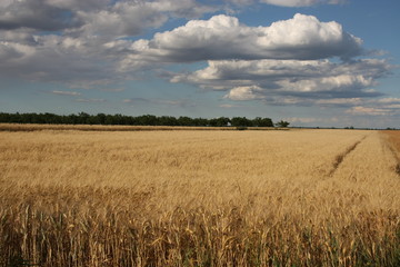  wolken über getreidefeld