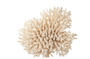 Naklejka na ściany i meble sea coral
