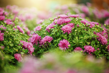 Obraz premium pink garden flowers in bush. Autumn nature outdoor photo