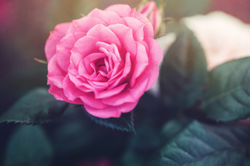 big pink rose on green leaves background in garden flowerbed. Autumn vintage nature photo with soft light