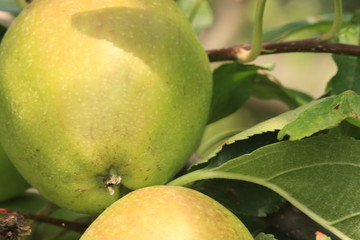 reifer apfel am baum nahaufnahme