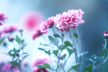 beautiful garden pink flowers on blue green background. Nature autumn vintage photo with cold colors
