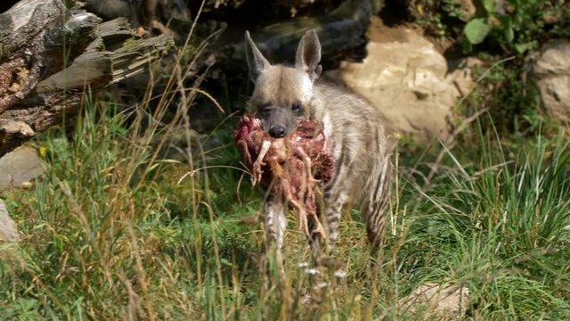 Striped hyena carrying prey