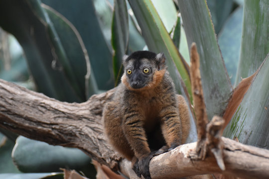 Lovely Brown Collared Lemur Balancing on a Tree