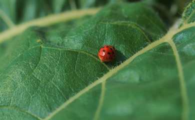 Marienkäfer