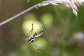 Spider in its web.