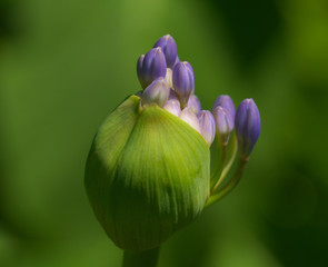 aufbl&uuml;hende Schmucklilie