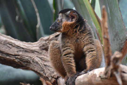 Breathaking Little Brown Collared Lemur in the Wild