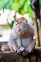 Portrait of a female macaque at a fence in a park