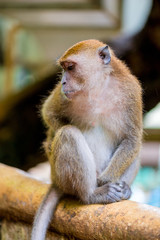 Monkey sitting on fence in nature in park