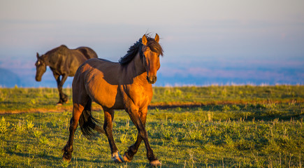 Pryon Mountain Mustangs
