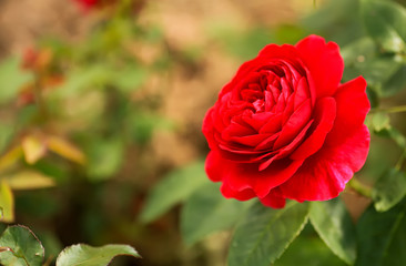 Red rose close-up.
Natural blurred background.