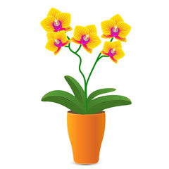 Vector illustration of a yellow orchid flower in a flowerpot