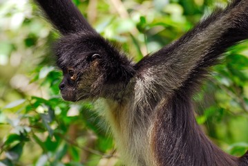 Spider monkey (Ateles geoffroyi) - Belize