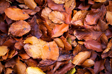 autumn leaves