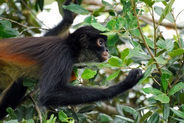 Spider monkey (Ateles geoffroyi) - Belize