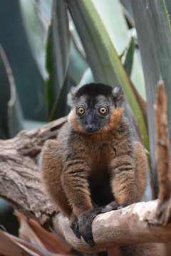 Beautiful Collared Lemur with Bulding Yellow Eyes