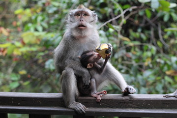 Ubud, Bali