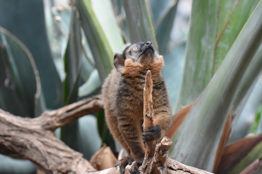 Cute Brown Collared Lemur with a Curious Expression