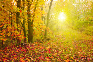 Obraz premium Autumn background with yellow maple leaves.