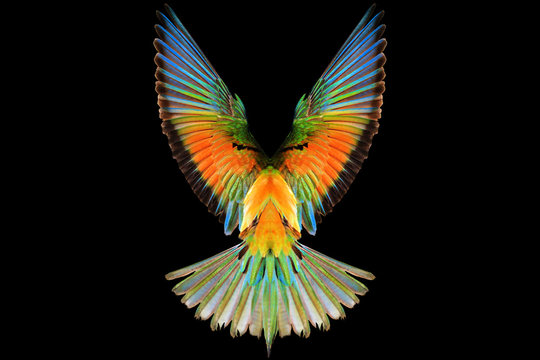colored wings of a bird of paradise on a black background