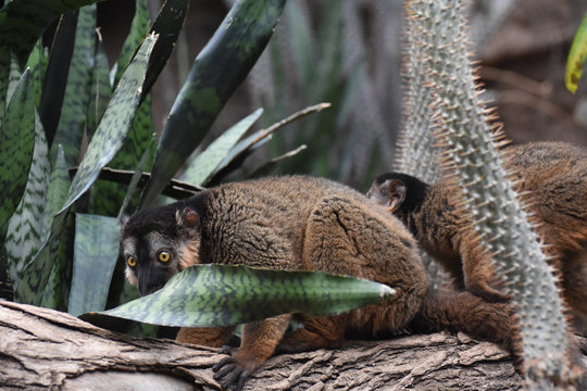 Cool Looking Brown Collared Lemurs on a Tree